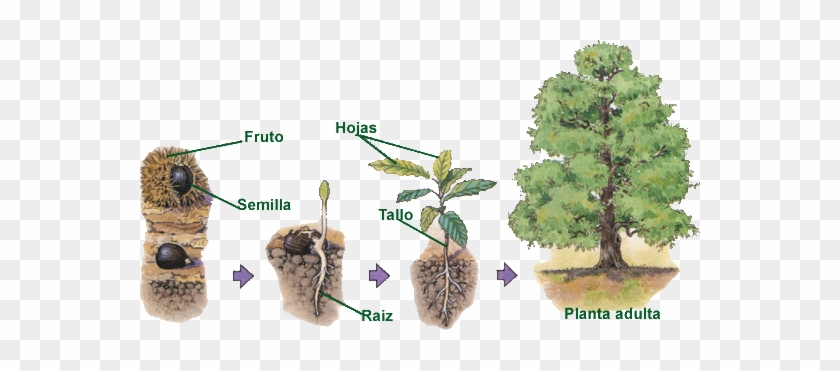 Desarrollo De Una Planta #893697