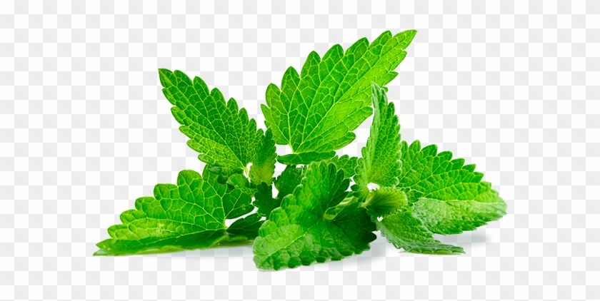 Natura Herbal Organic E - Mint Herb #893700