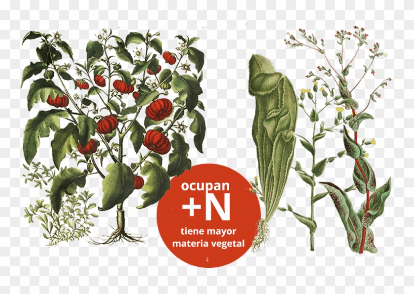 Planta De Jitomate Y Planta De Lechuga, Grupo De Consumidoras - Art Print: Peppers 2 By Fab Funky : 19x13in #893702