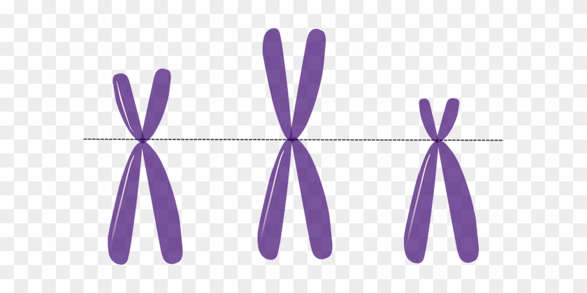 Chromosomes Genetics Metacentric Purple Sc - Three Chromosomes #893718