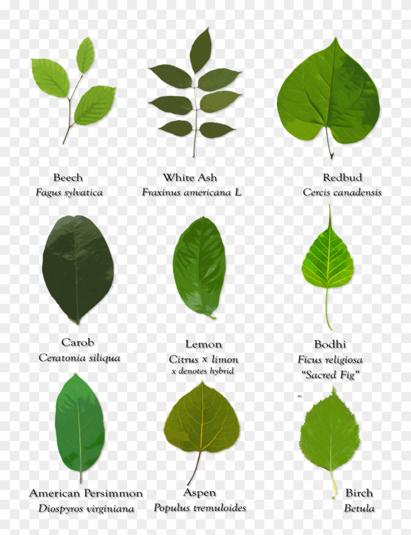Leaves And Their Scientific Names By Starshinesuckerpunch - Different Types Of Leaves With Their Names #893973
