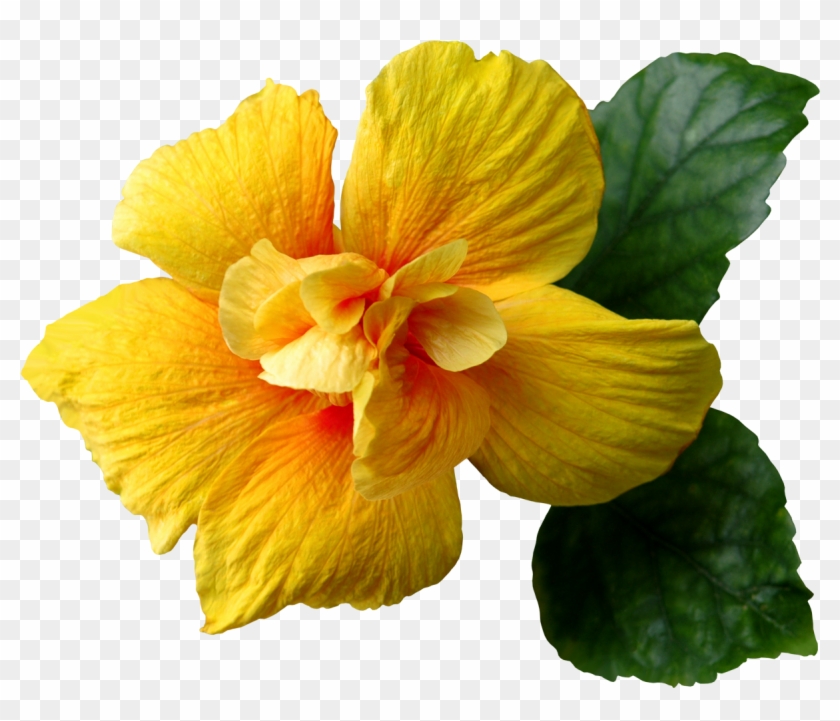 Yellow Flower Clipart Png Format - Yellow Flower Png #894093