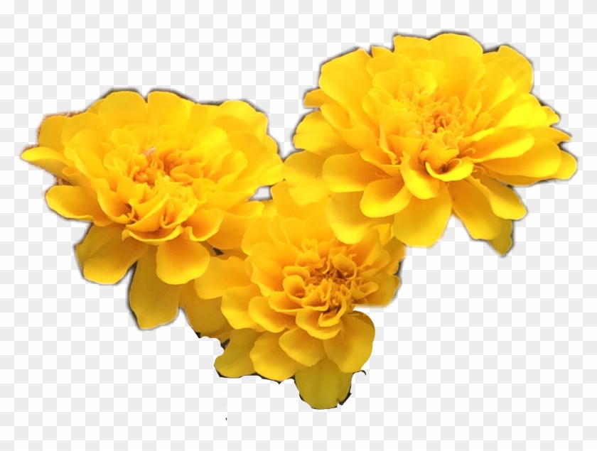 Report Abuse - Yellow Flowers Tumblr Png #894095
