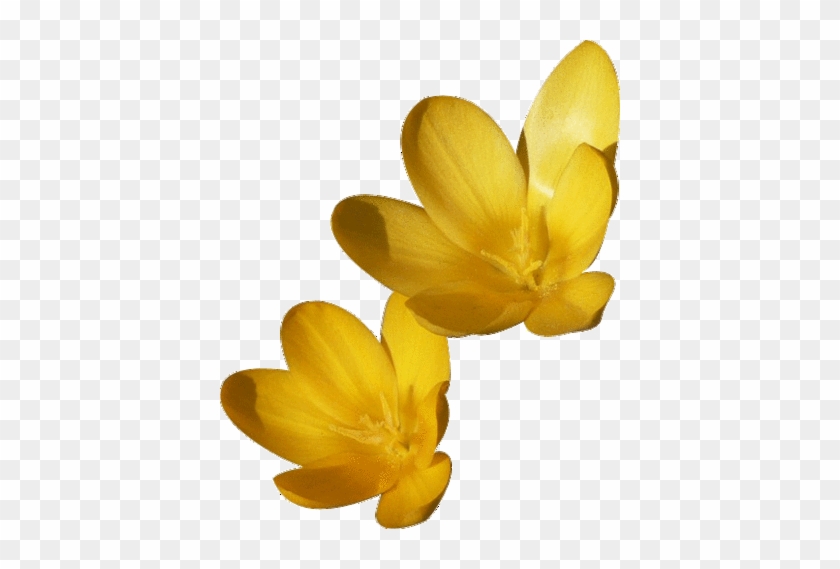 We Make Transparent Background Images From Public Domain - Yellow Flower Gif Transparent Background #894102