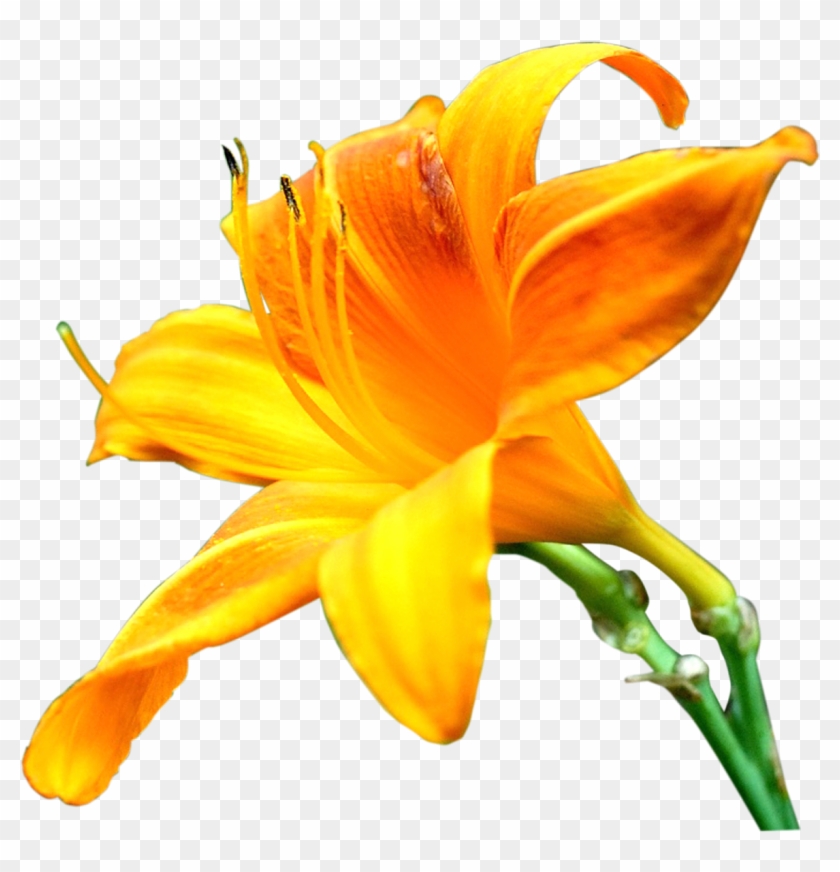Lilly Flower Png Images Pics Photos For Designs - Orange Lily #894113