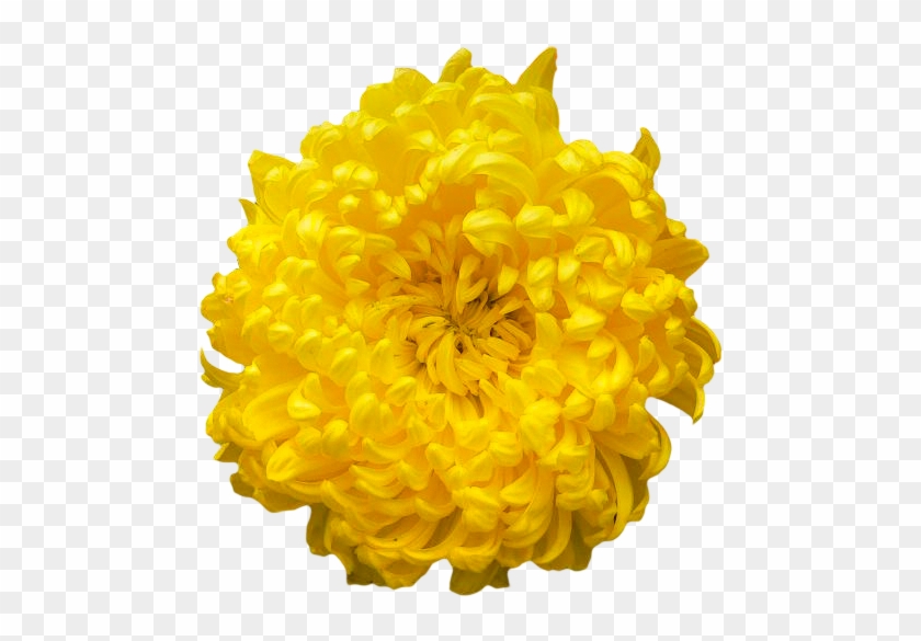 Posted Thursday, March 20th, At - Transparent Marigold Flower Png #894119