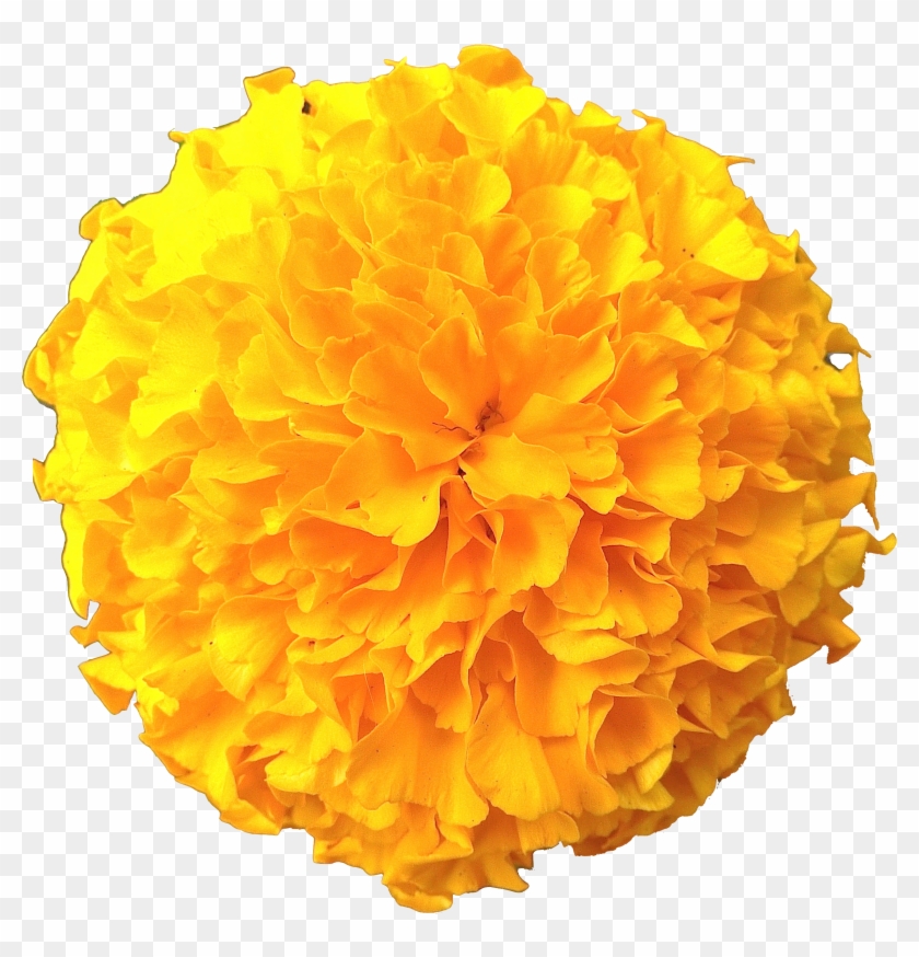 Picture Files With Transparent Backgrounds Flowers - Transparent Marigold Flower Png #894163