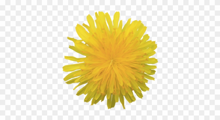 Yellow Fluffy Dandelion Flower Transparent Background - Transparent Yellow Flowers #894180