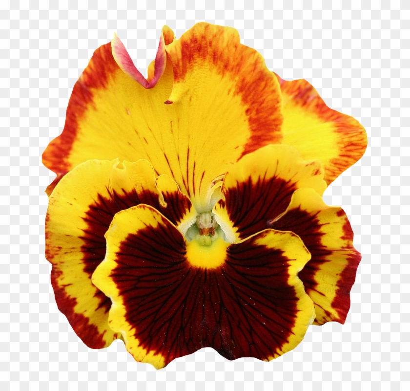 Pansy, Yellow, Blossom, Bloom, Flower, Orange, Spring - Pansy Flower Transparent Background #894183