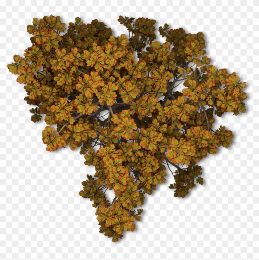 Tree Autumn Leaf Color Plant - Antarctic Flora #894241