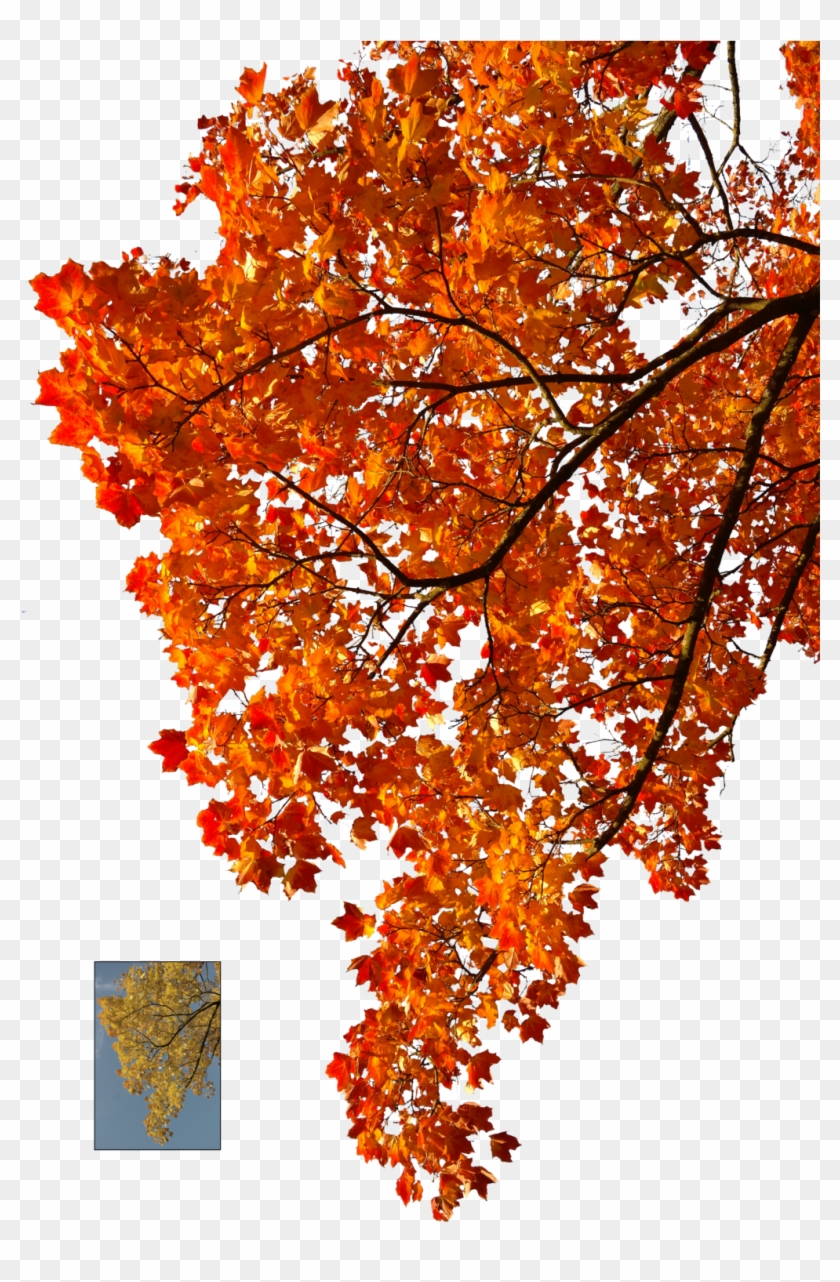 Autumn Leaves 2 Stock By Astoko Autumn Leaves 2 Stock - Autumn Tree Branch Png #894254