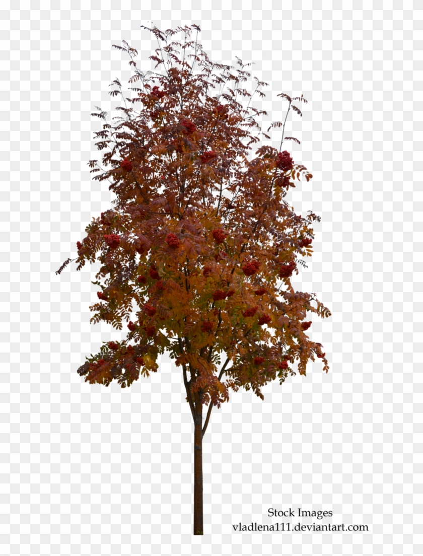 Autumn Tree 2 By Vladlena111 - Tree Png Autumn #894272
