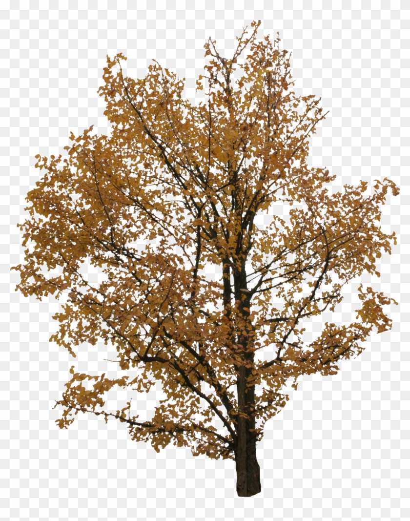 2d Trees, Autumn - Free Png Tree Autumn #894281