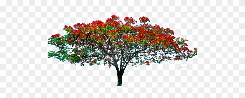 13 Oct 2014 - Tree With Flowers Png #894295