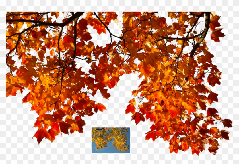 Autumn Leaves 1 Stock By Astoko On Deviantart - Autumn Leaves 1 Stock By Astoko On Deviantart #894302