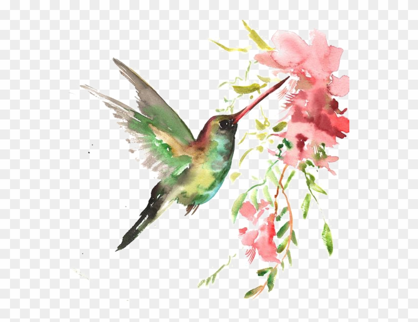 Watercolor Bird - Watercolor Art Hummingbird #894310