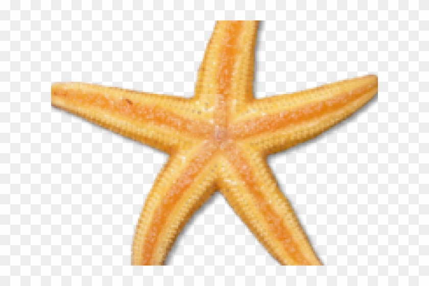 Free Starfish Clipart - Clip Art #894317