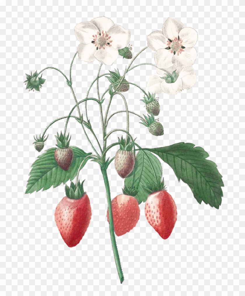 Strawberry Botanical Illustration #894325