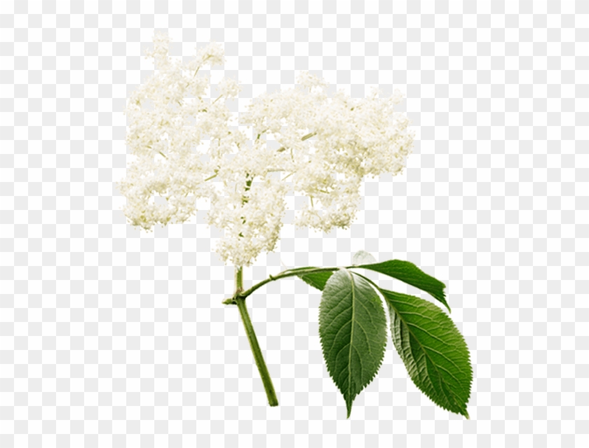 Sambucus Nigra - Valerian #894327