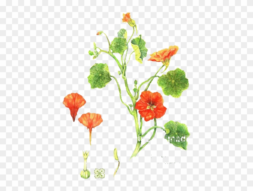 Botanical Illustrationsolehtml - Tropaeolum Majus #894333