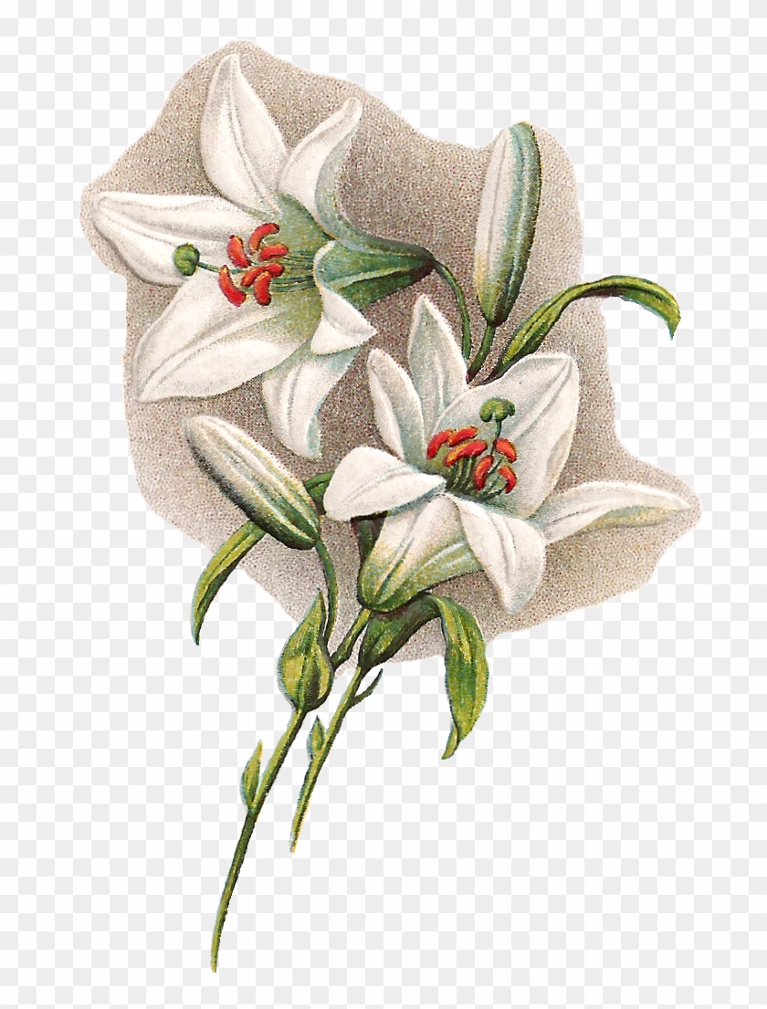 Clip Arts Related To - Easter Lilies With Transparent Background #894337