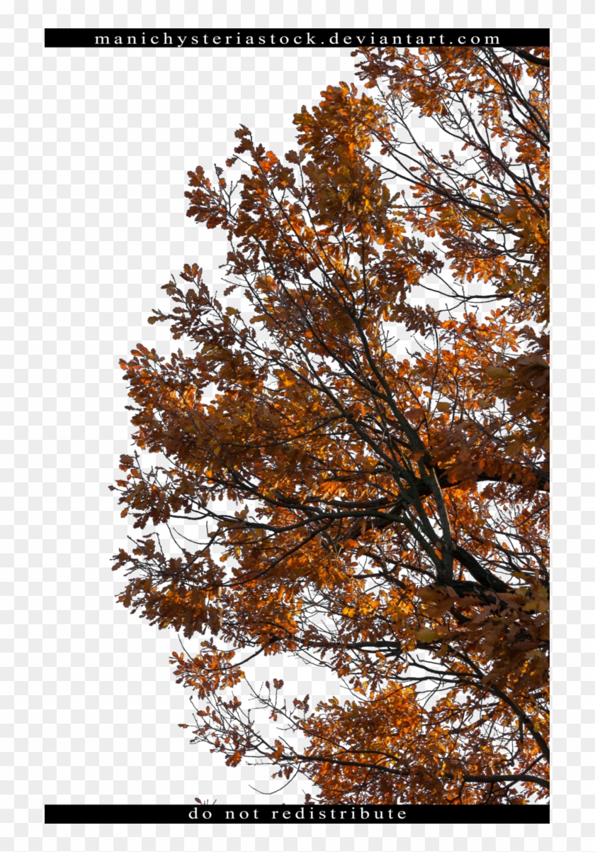 White Oak Tree Willow Oak Oak Tree Foliage Autumn Cut - Oak #894338