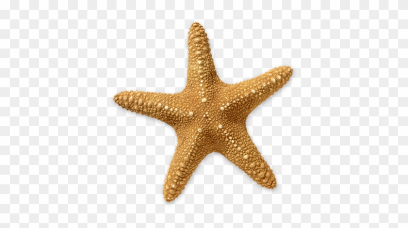 Red Starfish Png - Starfish Transparent #894342
