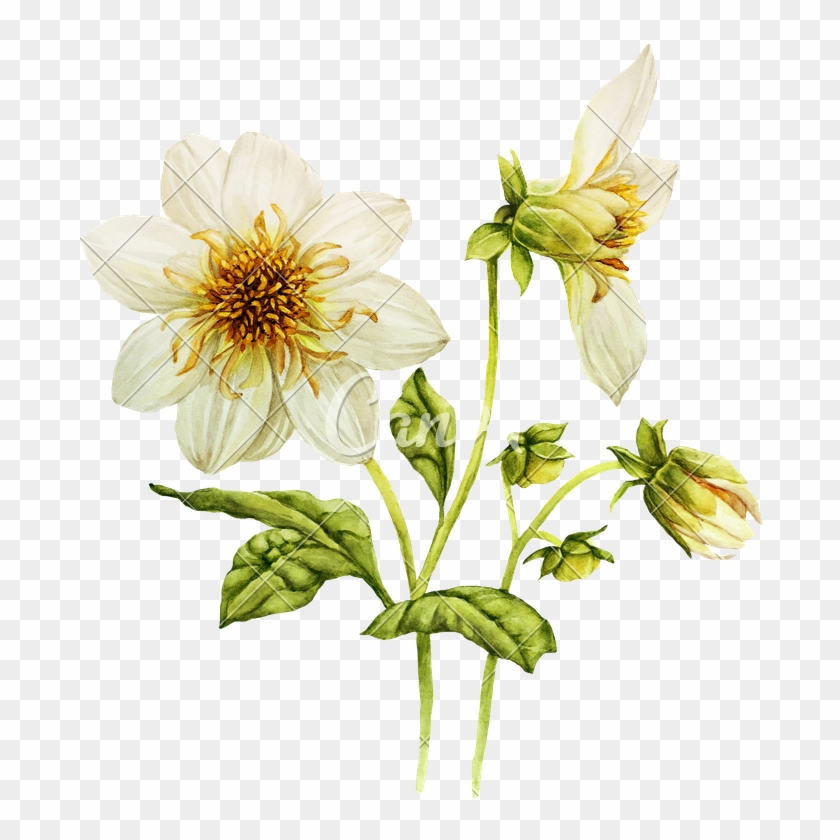 White Dahlia Flower Watercolor Illustration - White Dahlia Flower Watercolor Illustration #894358