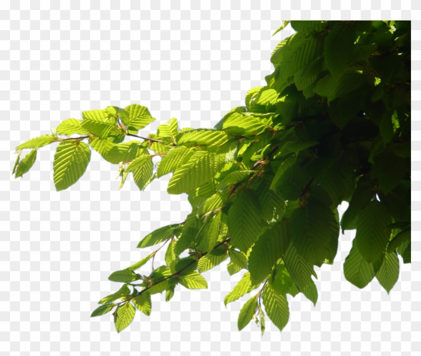 Tree Corner Png By Suicideomen Tree Corner Png By Suicideomen - Tree Branch Png #894363