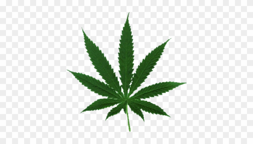Marijuana Leaf - Cannabis Leaf #894368