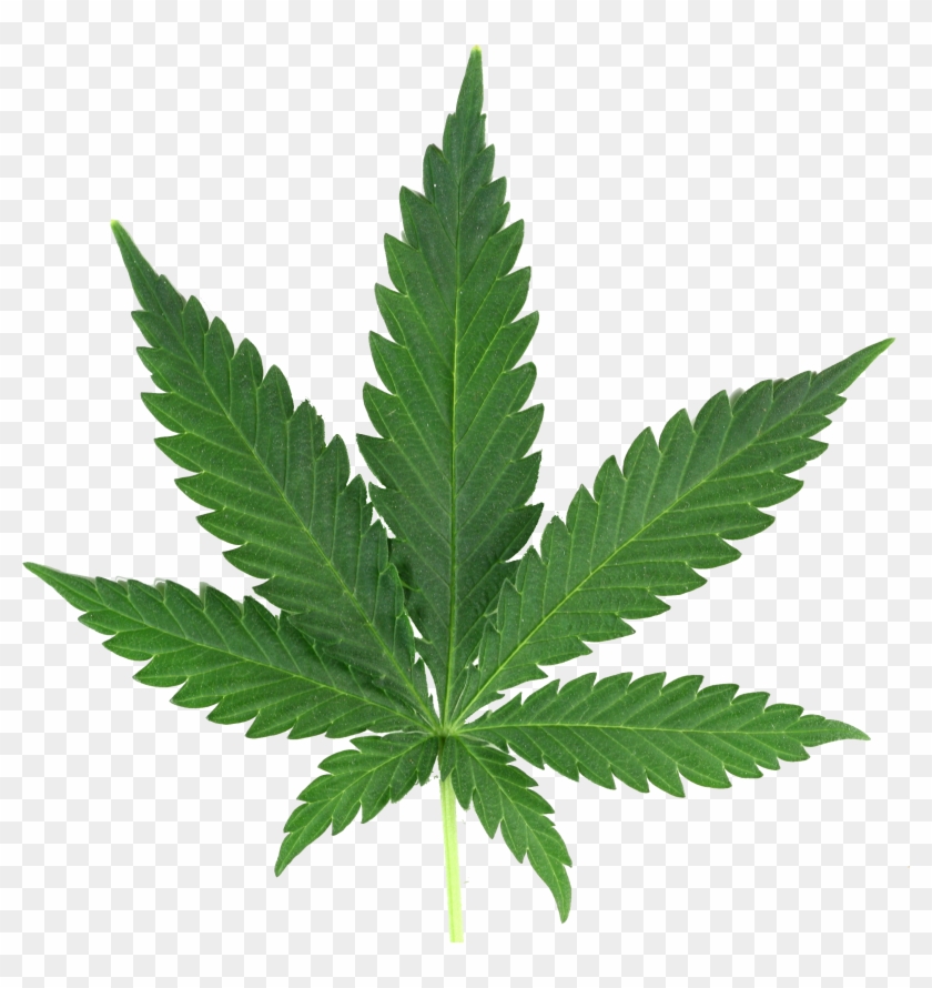 Weed Leaf - Cannabis Png #894378