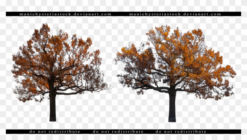 Autumn Oak Tree Cut Out By Manichysteriastock - Oak #894387