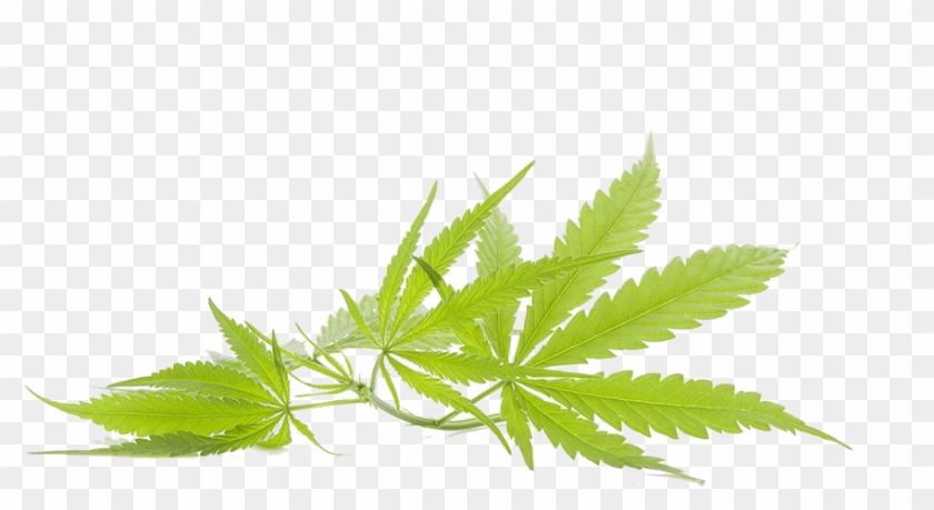 Cannabis Marijuana Leaf - L'reve Pearl Infused Salt Scrub And Deluxe Shae Body #894397