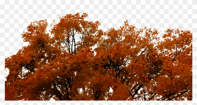 762 Autumn Tree Cutout 01 By Tigers-stock - Autumn #894398