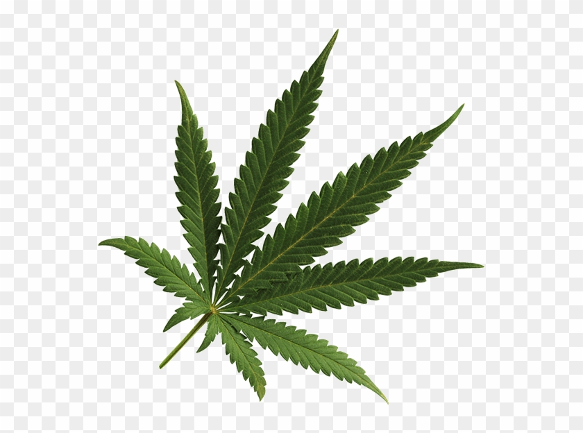 Marijuana Leaf Denver - Marijuana Leaf Transparent Background #894400