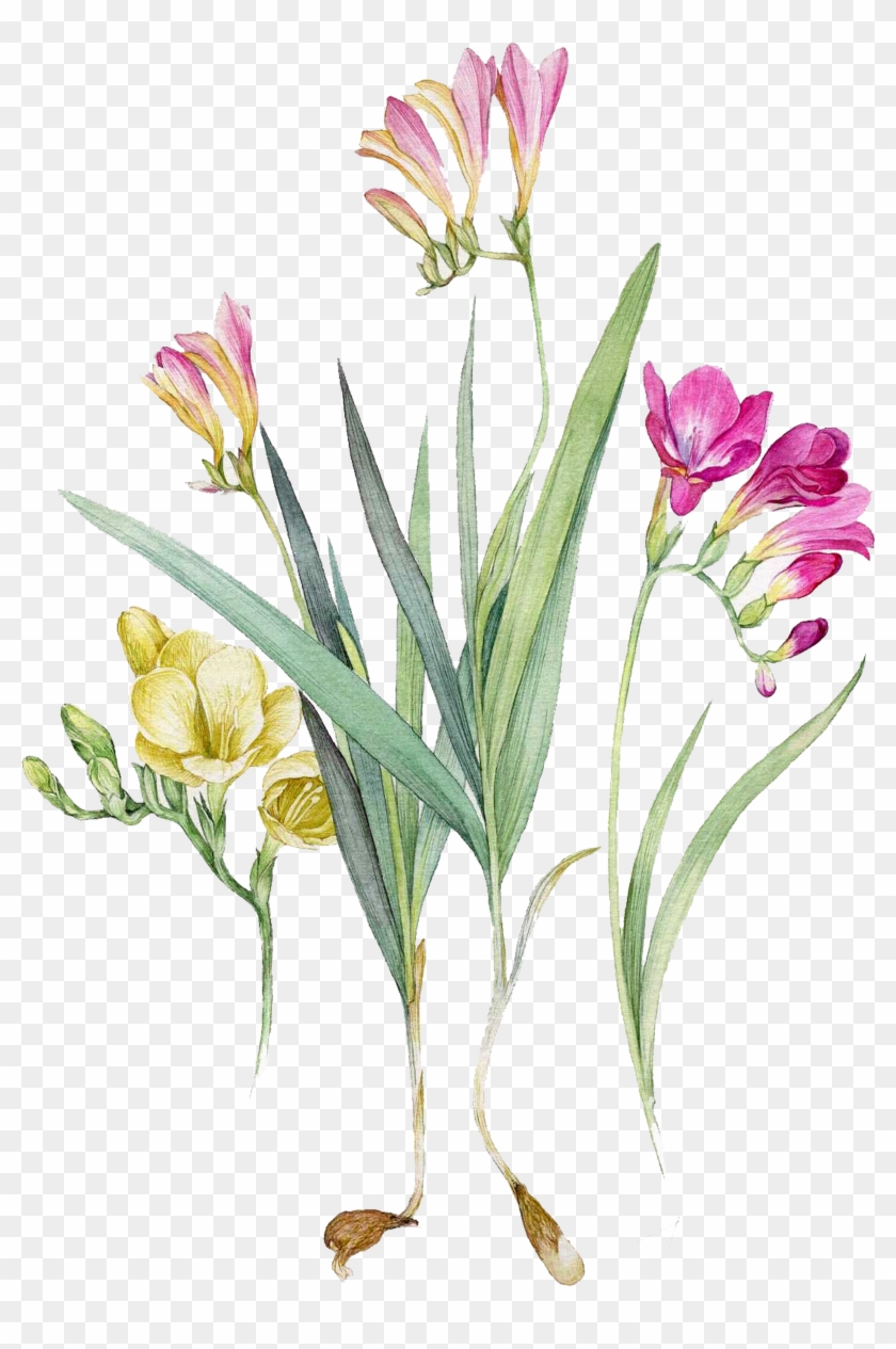 Watercolour Flowers Watercolor Painting Botanical Illustration - Freesia Watercolor Png #894421