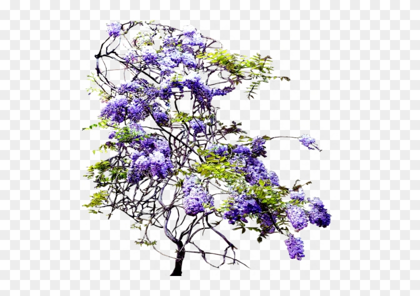 Red Fall Tree Png Image - Climbing Flowers Vines Png #894413
