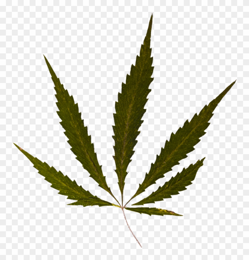 Weed Psd By Barlogpl On Deviantart - Cannabis Symbol #894412