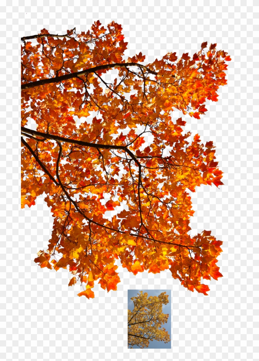 Autumn Leaves 3 Stock By Astoko - Autum Branch Tree Png #894432