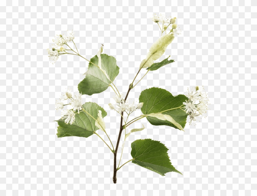 Relaxation In Bloom - Guelder Rose #894461