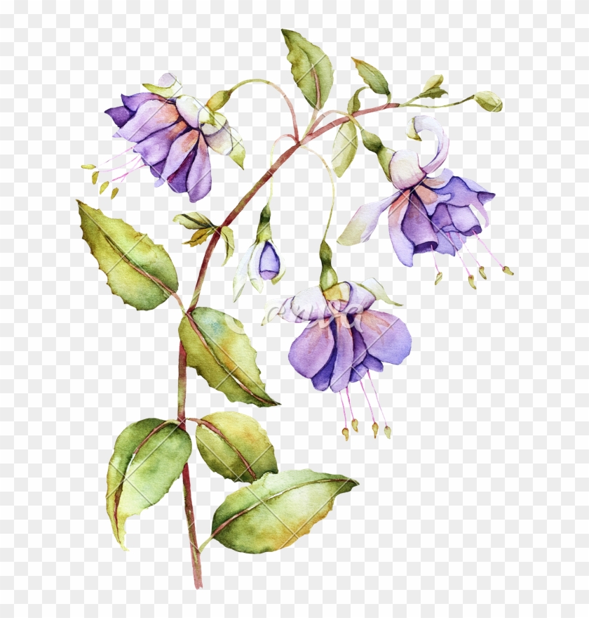Watercolor Illustration With Fuchsia Flower - Фуксия Акварель #894478