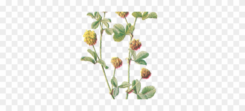 Hop Clipart Botanical Illustration - Botanical Flower Png #894479