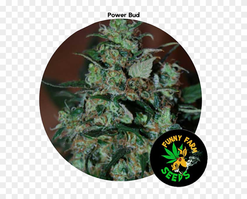 Power Bud 3 Seeds For Auction - Label #894537