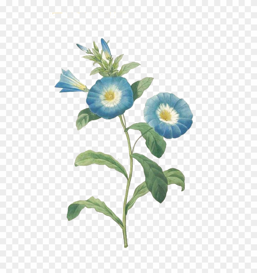 Convolvulus Tricolor Botanical Illustration Morning - Zazzle Hochwertigster Botanischer Druck Der Winde Poster #894541