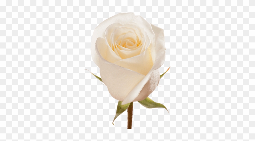 White Dove Rose Flower Guy - Floribunda #894552