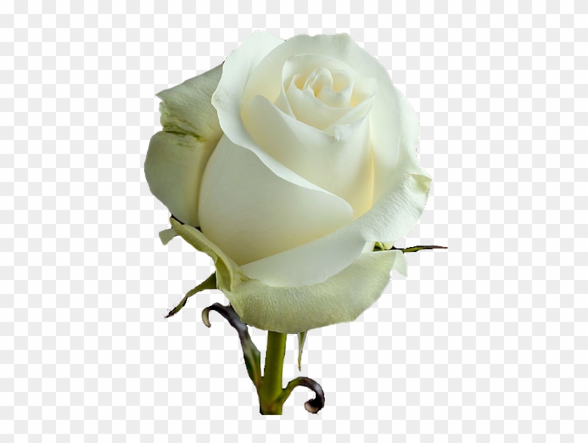Proud Is A White Rose Large Headed Variety, That Opens - Floribunda #894555