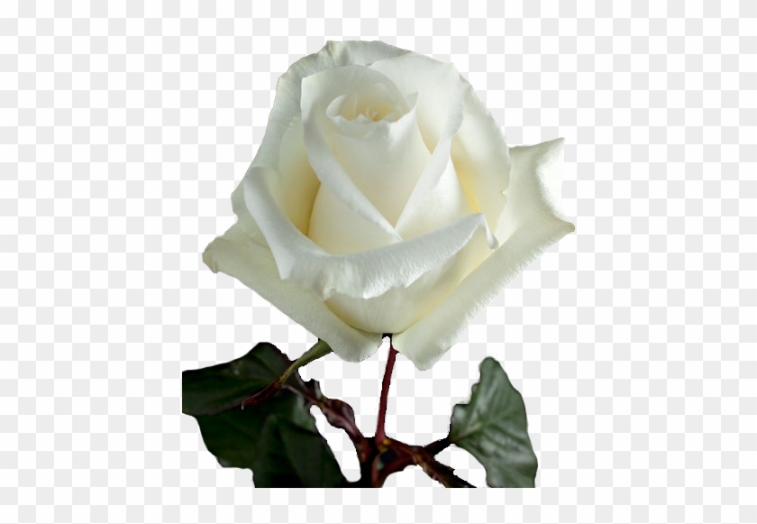 Ice Breaker Is A White Rose Large Headed Variety, That - Floribunda #894564