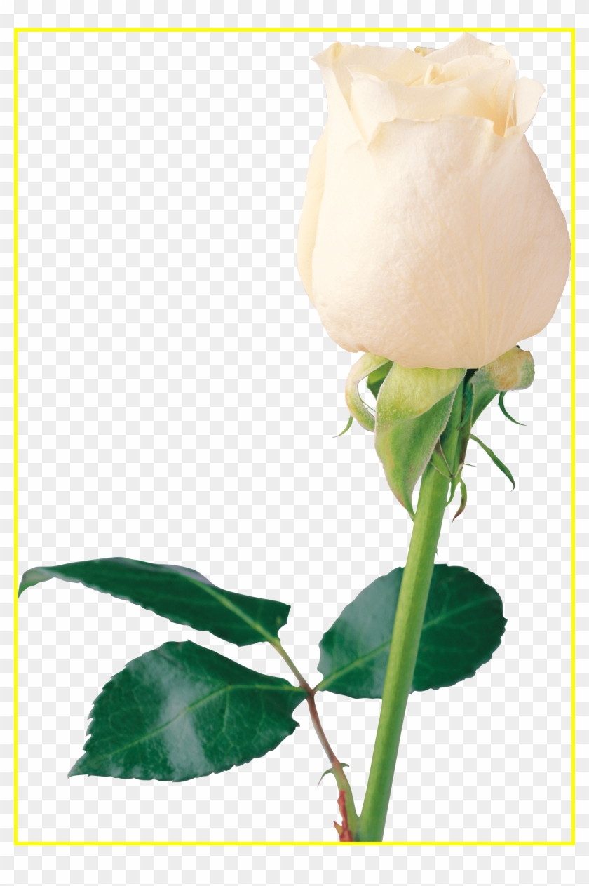 Rose Flower White Rose Like Flower Shocking White Png - White Rose Page #894571