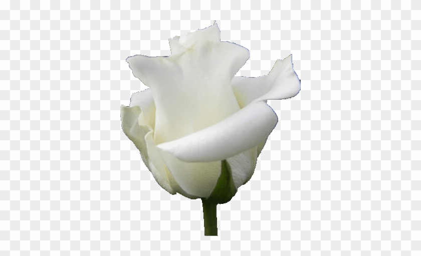 First Lady - White - Rose - First Lady Of The United States #894572