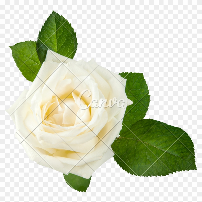 White Rose Head - Stock Photography #894575